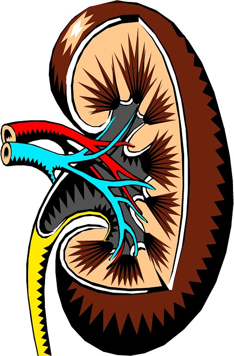 kidney-2183443_960_720